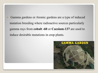  Gamma gardens or Atomic gardens are a type of induced
mutation breeding where radioactive sources particularly
gamma rays from cobalt -60 or Caesium-137 are used to
induce desirable mutations in crop plants.
 