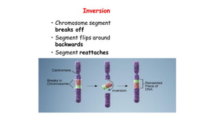 Inversion
• Chromosome segment
breaks off
• Segment flips around
backwards
• Segment reattaches
 