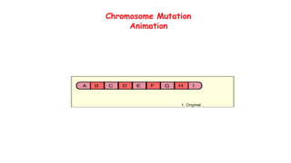Chromosome Mutation
Animation
 