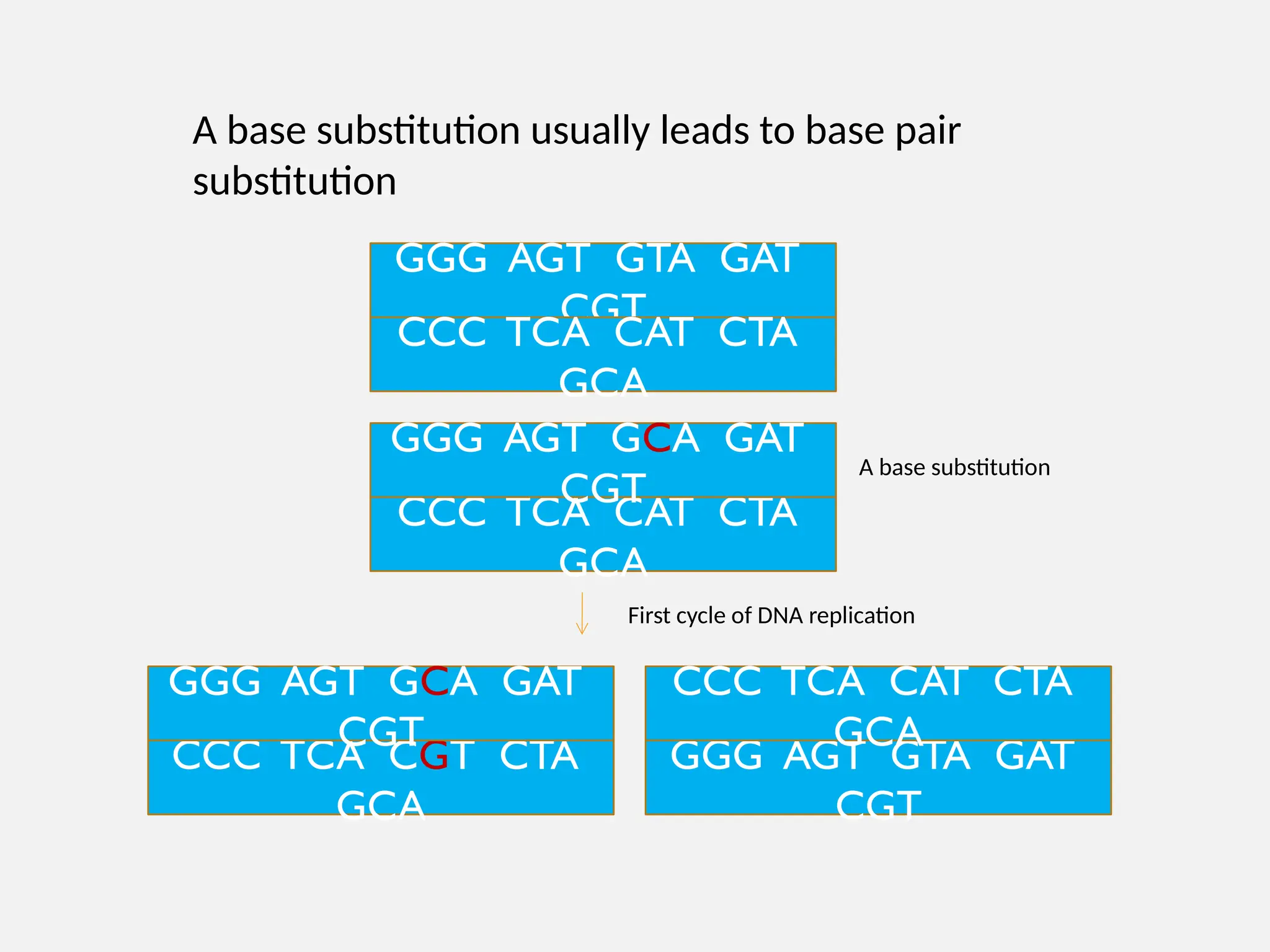 A base substitution usually leads to base pair
substitution
GGG AGT GTA GAT
CGT
CCC TCA CAT CTA
GCA
CCC TCA CAT CTA
GCA
GGG AGT GCA GAT
CGT
A base substitution
CCC TCA CGT CTA
GCA
GGG AGT GCA GAT
CGT
GGG AGT GTA GAT
CGT
CCC TCA CAT CTA
GCA
First cycle of DNA replication
 