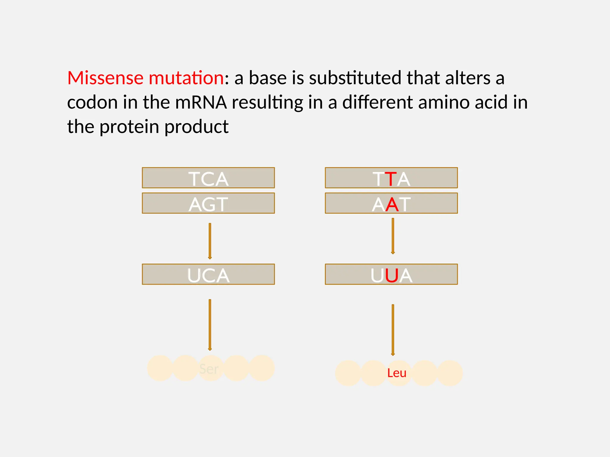Missense mutation: a base is substituted that alters a
codon in the mRNA resulting in a different amino acid in
the protein product
TCA
AGT
UCA
TTA
AAT
UUA
Ser Leu
 