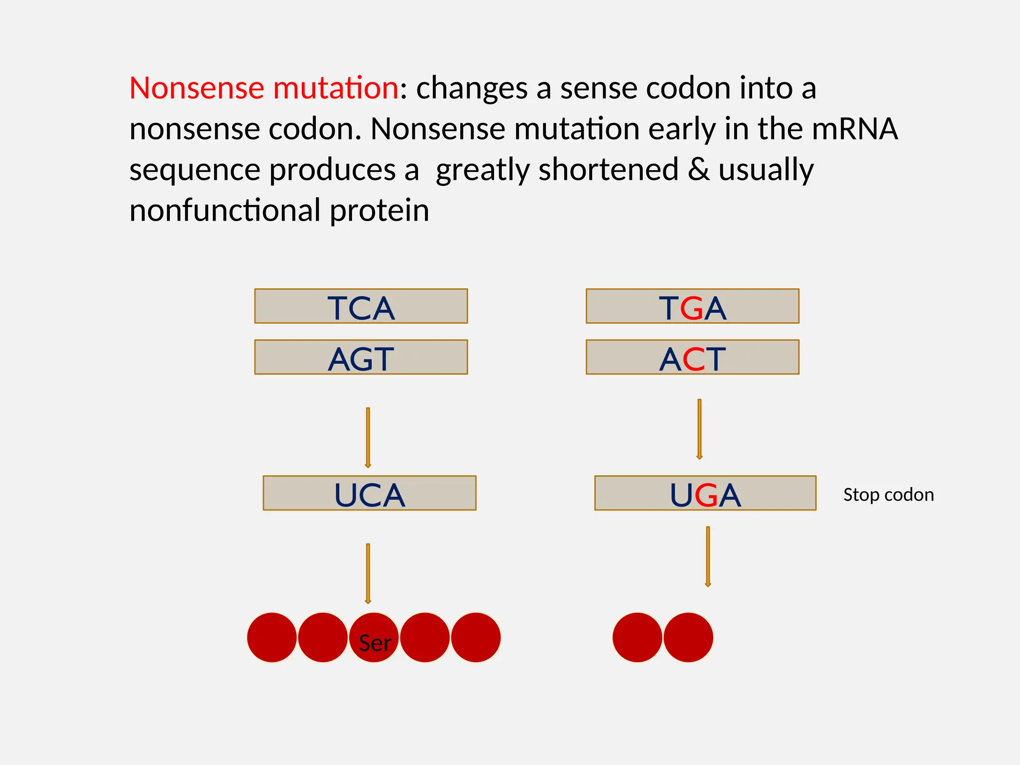 Nonsense mutation: changes a sense codon into a
nonsense codon. Nonsense mutation early in the mRNA
sequence produces a greatly shortened & usually
nonfunctional protein
TCA
AGT
UCA
TGA
ACT
UGA
Ser
Stop codon
 