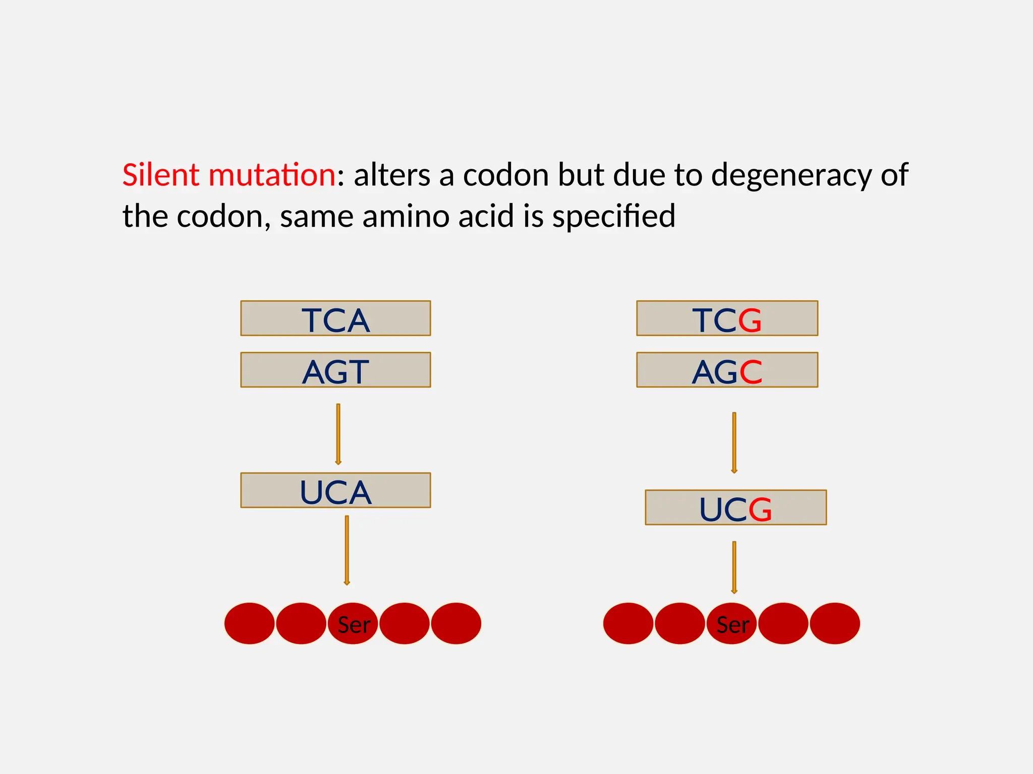 Silent mutation: alters a codon but due to degeneracy of
the codon, same amino acid is specified
TCA
AGT
UCA
TCG
AGC
UCG
Ser Ser
 