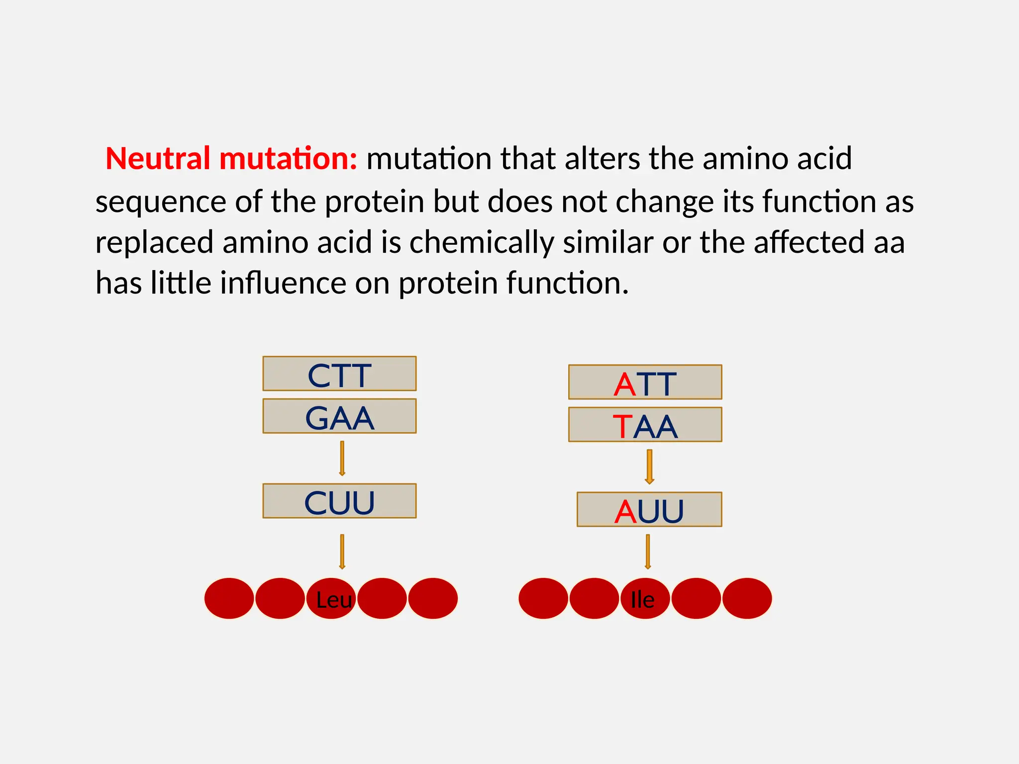 Neutral mutation: mutation that alters the amino acid
sequence of the protein but does not change its function as
replaced amino acid is chemically similar or the affected aa
has little influence on protein function.
CTT
GAA
CUU
ATT
TAA
AUU
Leu Ile
 