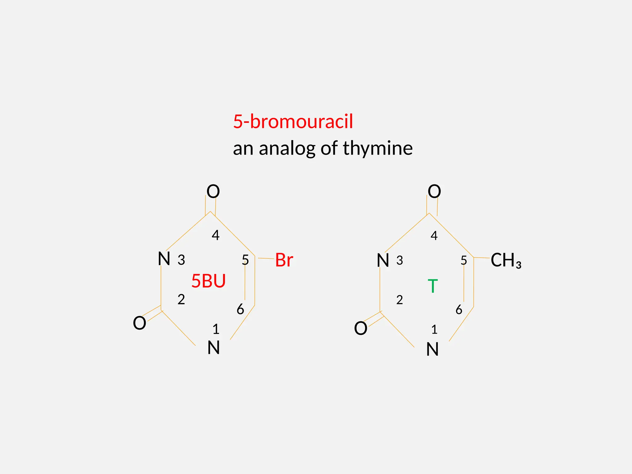 5-bromouracil
an analog of thymine
N
N
1
2
3
6
5
4
O
O
5BU
Br N
N
1
2
3
6
5
4
CH₃
T
O
O
 