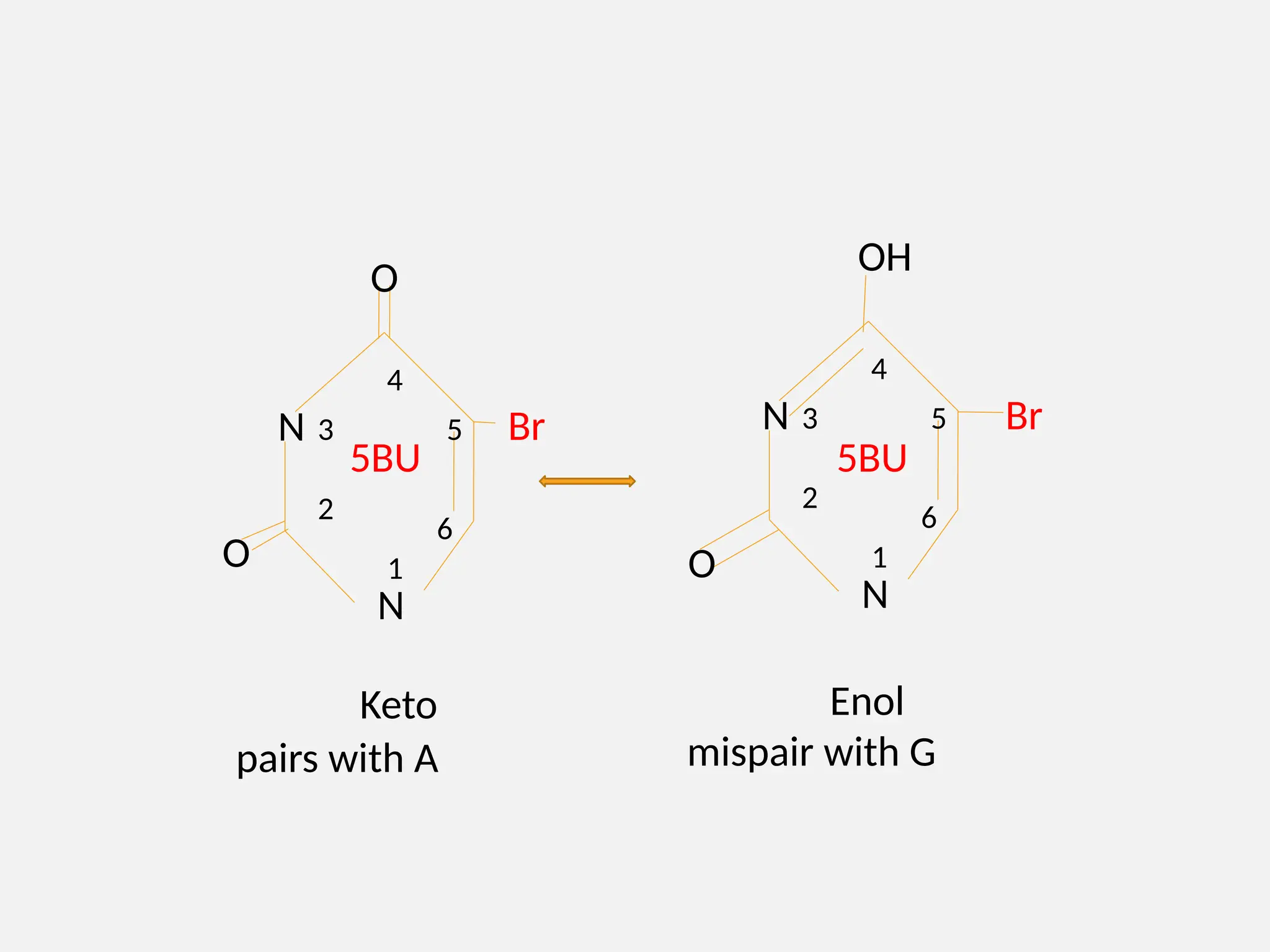 N
N
1
2
3
6
5
4
Br
O
5BU
O
N
N
1
2
3
6
5
4
Br
O
5BU
OH
Keto
pairs with A
Enol
mispair with G
 