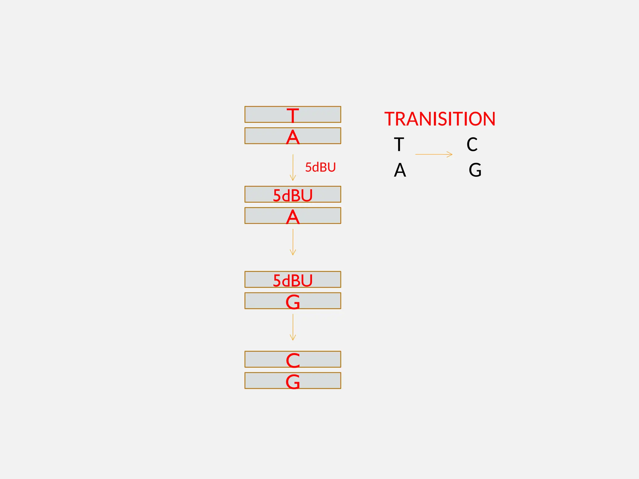 T
A
5dBU
A
5dBU
5dBU
G
C
G
TRANISITION
T C
A G
 