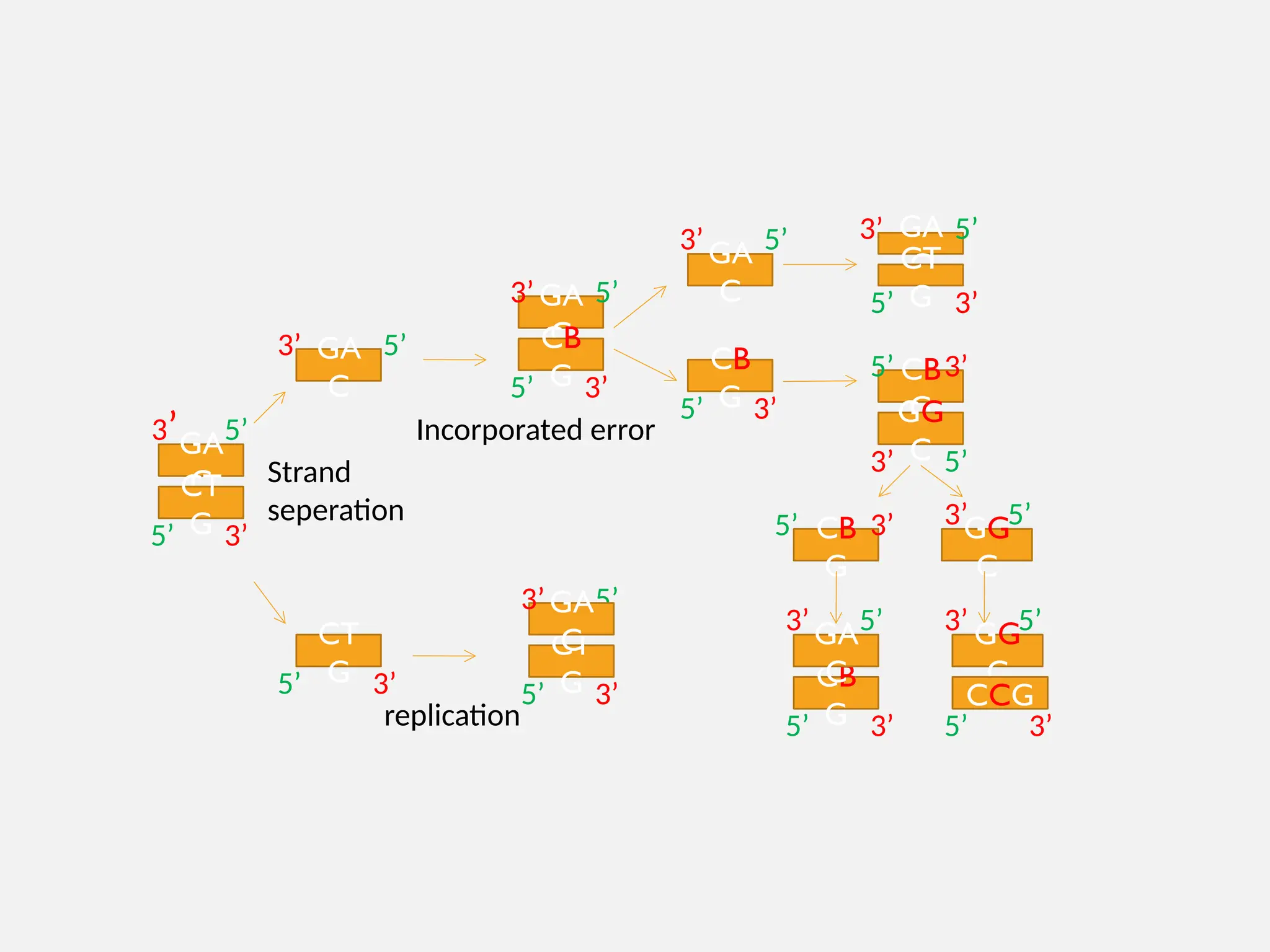 GA
C
CT
G
Strand
seperation
3’
5’ 3’
5’
GA
C
3’ 5’
CT
G
5’ 3’
GA
C
3’
5’
CB
G
5’
3’
CT
G
5’
3’
GA
C
3’
5’
GA
C
3’ 5’
CB
G
5’ 3’
GA
C
3’ 5’
CT
G
5’ 3’
CB
G
5’ 3’
GG
C
3’ 5’
CB
G
5’ 3’ GG
C
3’ 5’
CB
G
5’ 3’
GA
C
3’ 5’ GG
C
3’
5’
CCG
5’
3’
replication
Incorporated error
 