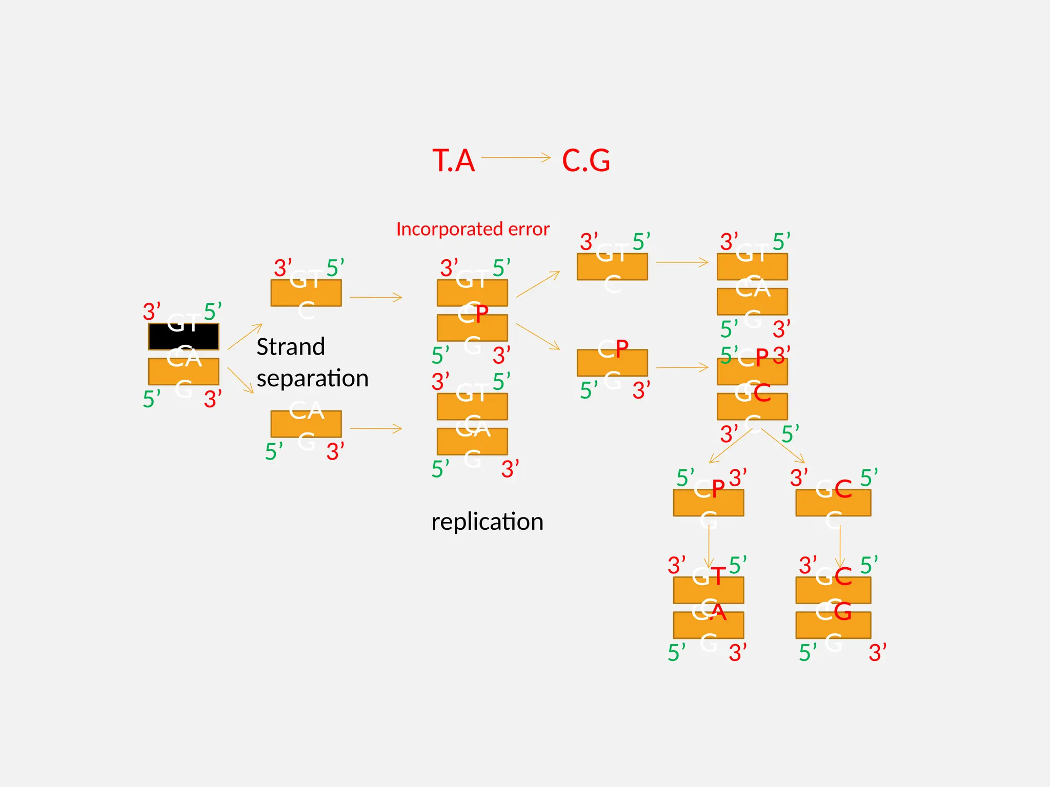 GT
C
CA
G
Strand
separation
3’
5’ 3’
5’
GT
C
3’
5’
CA
G
5’
3’
GT
C
3’ 5’
CP
G
5’ 3’
CA
G
5’ 3’
GT
C
3’ 5’
GT
C
3’ 5’
CP
G
5’ 3’
GT
C
3’ 5’
CA
G
5’ 3’
CP
G
5’ 3’
GC
C
3’ 5’
CP
G
5’ 3’ GC
C
3’ 5’
CA
G
5’ 3’
GT
C
3’ 5’ GC
C
3’ 5’
CG
G
5’ 3’
replication
Incorporated error
T.A C.G
 