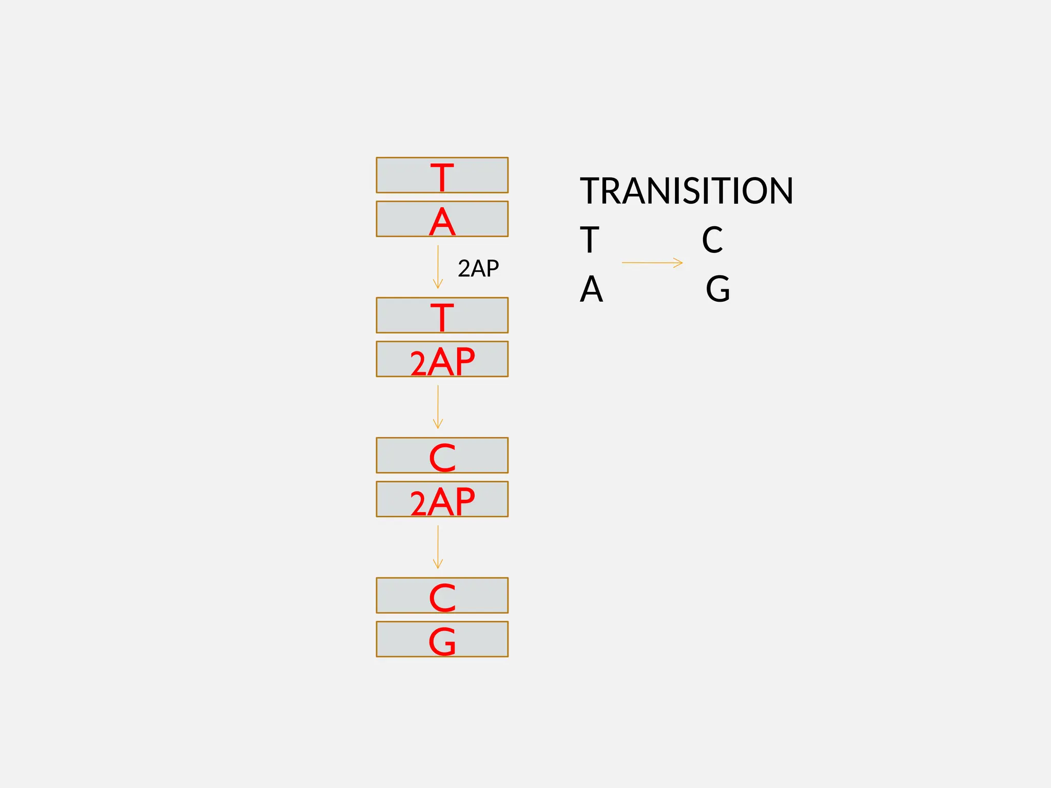 T
A
2AP
2AP
T
C
2AP
C
G
TRANISITION
T C
A G
 