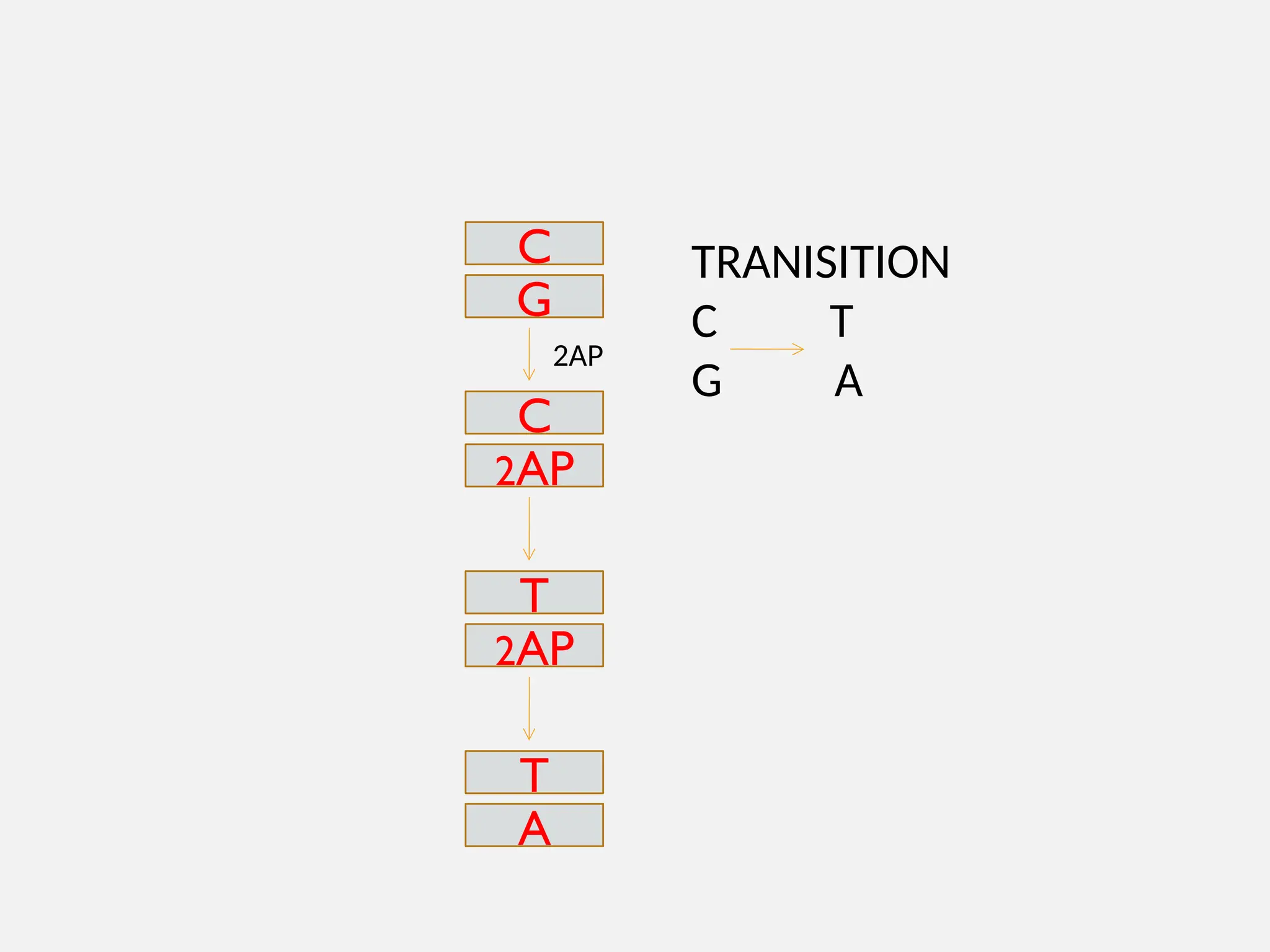 C
G
2AP
2AP
C
T
2AP
T
A
TRANISITION
C T
G A
 