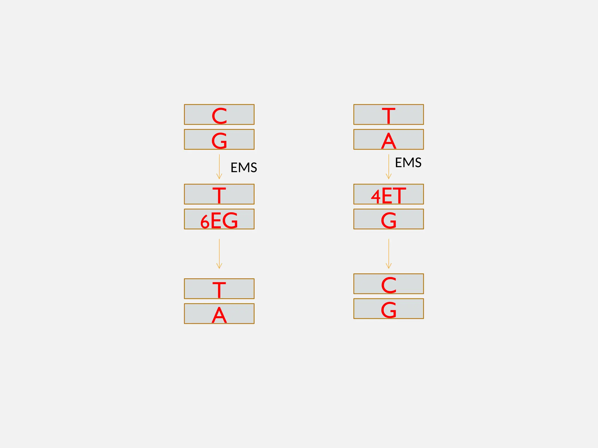 C
G
EMS
6EG
T
T
A
T
A
EMS
G
4ET
C
G
 