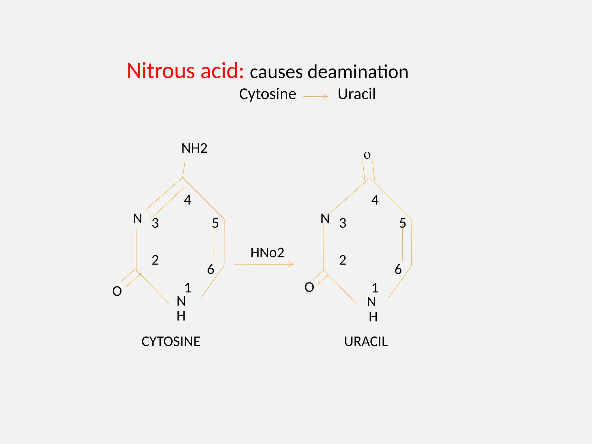 Nitrous acid: causes deamination
Cytosine Uracil
N
N
CYTOSINE
1
2
3
6
5
4
NH2
O
H
N
N
1
2
3
6
5
4
O
o
HNo2
URACIL
H
 