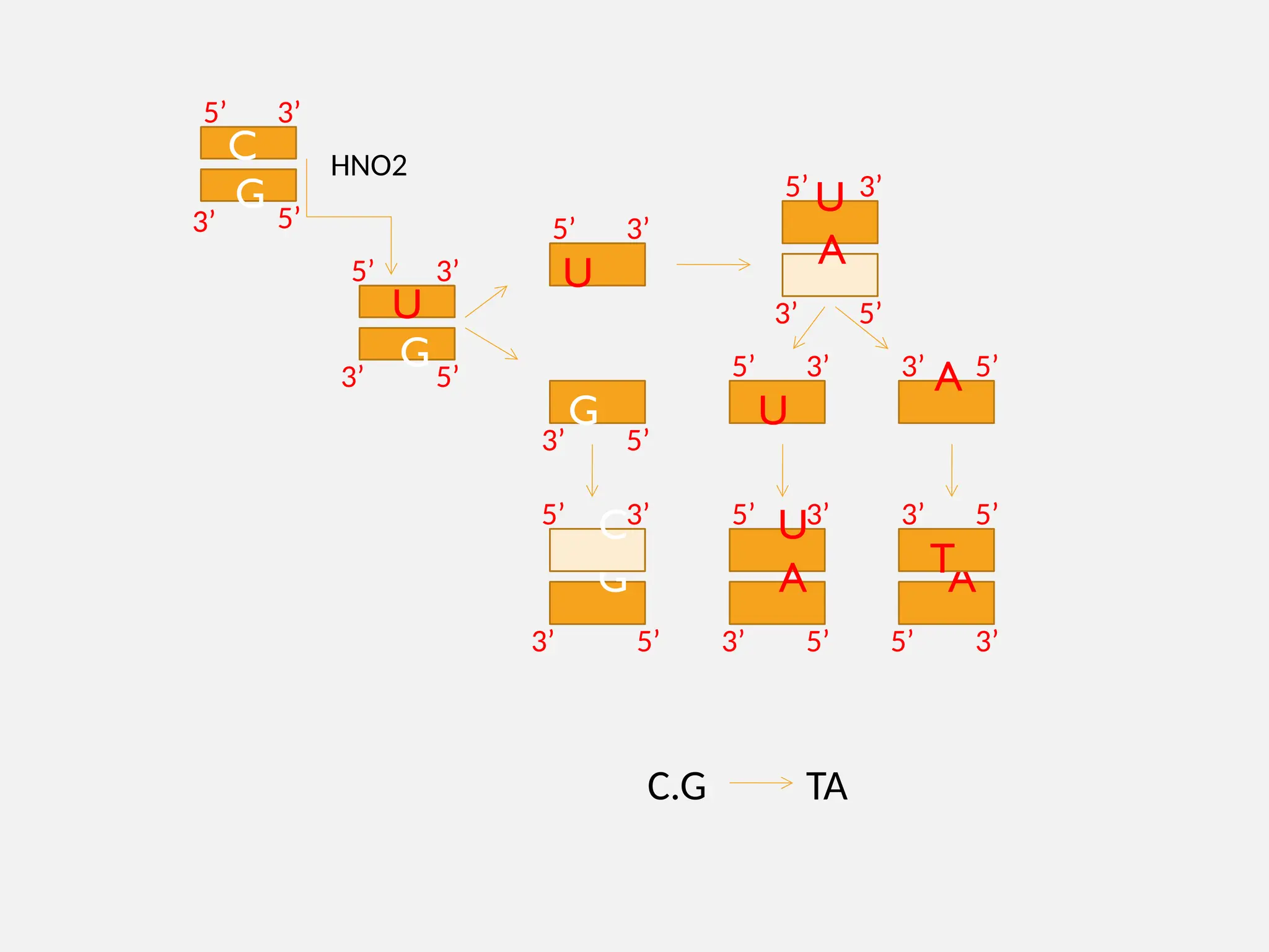 U
G
U
G
U
A
G
C
U
A
U
A A
T
C.G TA
C
G
HNO2
5’ 3’
3’ 5’
5’ 3’
3’ 5’
5’ 3’
3’ 5’
5’ 3’
3’ 5’
3’ 5’
5’ 3’
5’ 5’
3’
3’
3’
5’
5’ 3’
3’ 3’
5’
5’
 