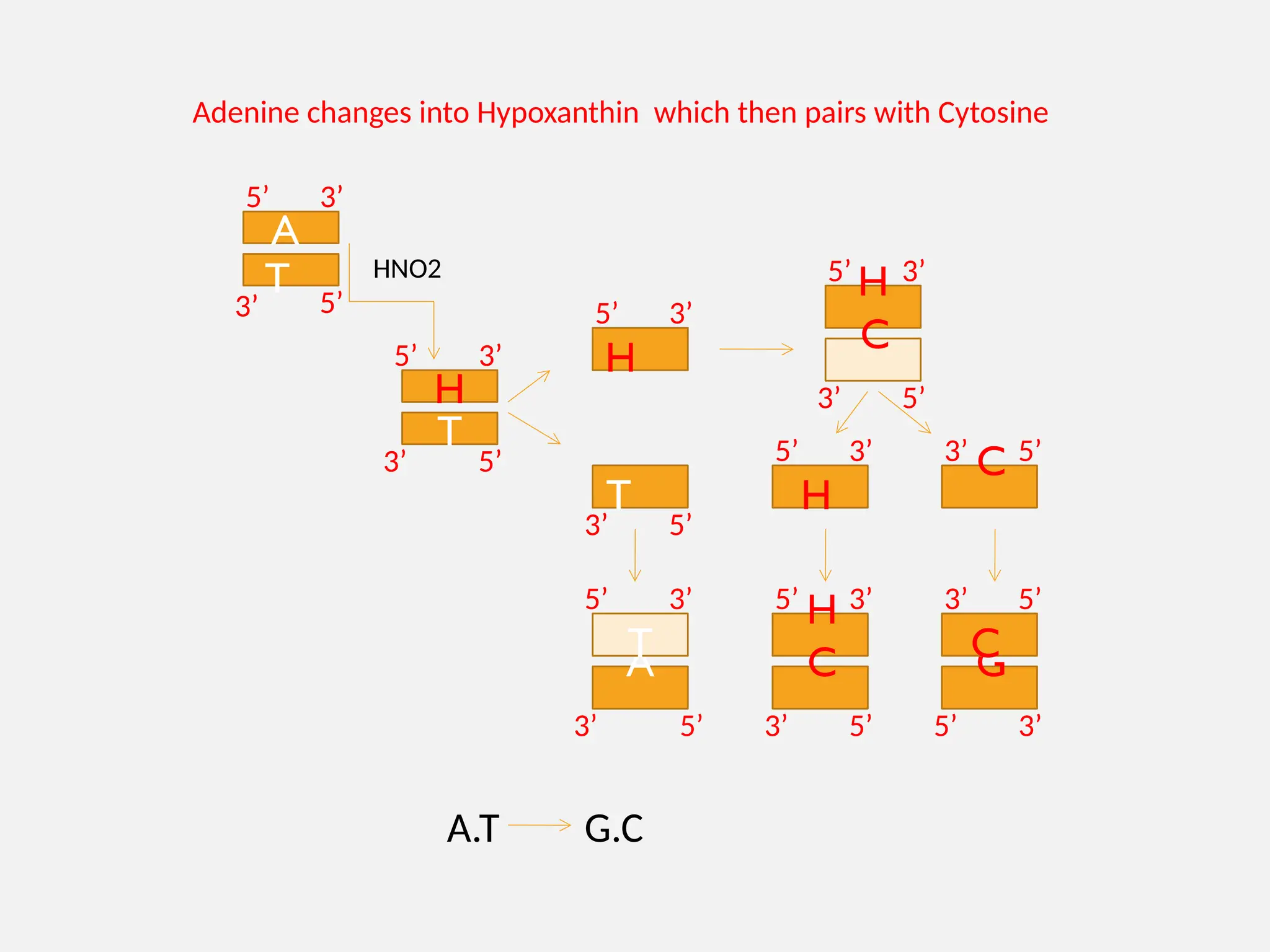 H
T
H
T
H
C
A
T
H
C
H
C G
C
A.T G.C
A
T HNO2
5’ 3’
3’ 5’
5’ 3’
3’ 5’
5’ 3’
3’ 5’
5’ 3’
3’ 5’
3’ 5’
5’ 3’
5’ 5’
3’
3’
3’
5’
5’ 3’
3’ 3’
5’
5’
Adenine changes into Hypoxanthin which then pairs with Cytosine
 