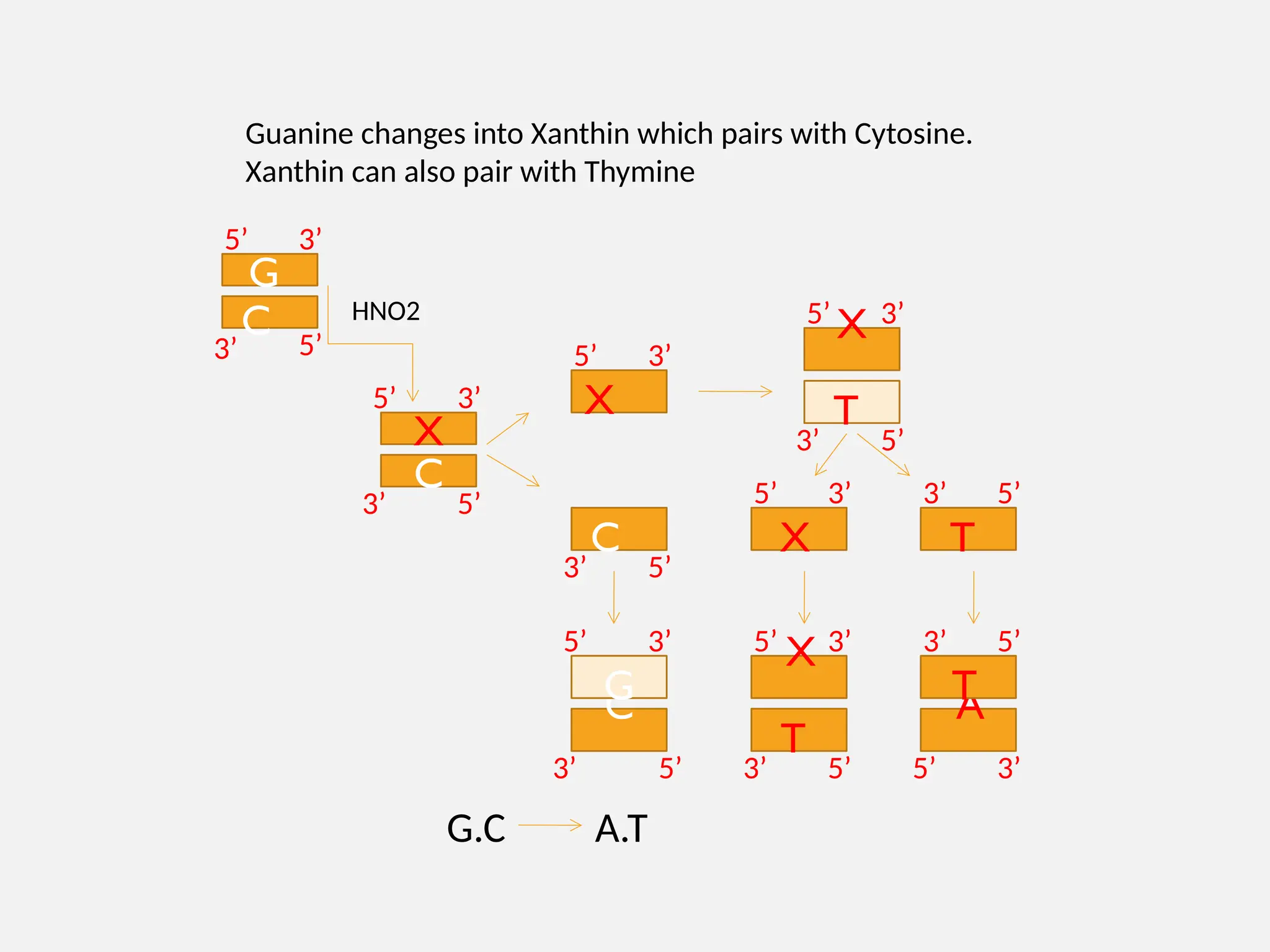 X
C
X
C
X
T
C
G
X T
X
T
A
T
A.T
G.C
G
C HNO2
5’ 3’
3’ 5’
5’ 3’
3’ 5’
5’ 3’
3’ 5’
5’ 3’
3’ 5’
3’ 5’
5’ 3’
5’ 5’
3’
3’
3’
5’
5’ 3’
3’ 3’
5’
5’
Guanine changes into Xanthin which pairs with Cytosine.
Xanthin can also pair with Thymine
 