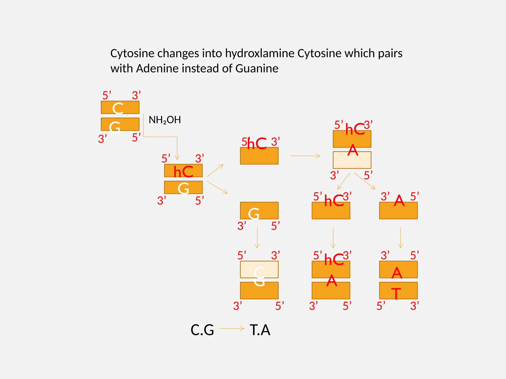 hC
G
hC
G
hC
A
G
C
hC A
hC
A
T
A
T.A
C.G
C
G
5’ 3’
3’ 5’
5’ 3’
3’ 5’
5’ 3’
3’ 5’
5’ 3’
3’ 5’
3’ 5’
5’ 3’
5’ 5’
3’
3’
3’
5’
5’ 3’
3’ 3’
5’
5’
Cytosine changes into hydroxlamine Cytosine which pairs
with Adenine instead of Guanine
NH₂OH
 