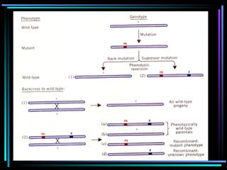 Genetics: DNA Mutation types and mechanism.ppt