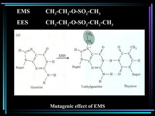 Genetics: DNA Mutation types and mechanism.ppt