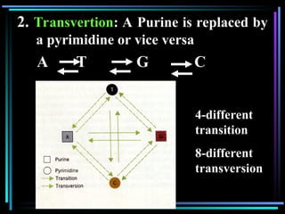 Genetics: DNA Mutation types and mechanism.ppt