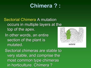Types Chimeras mutation-final.ppt