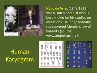 Hugo de Vries (1848-1935)
was a Dutch botanist who is
best known for his studies on
mutations. He independently
rediscovered Mendel’s law of
heredity (source:
www.amphilsoc.org/)

Human
Karyogram

 