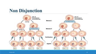 Non Disjunction
October 2018 10
 