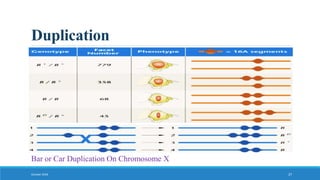 Duplication
October 2018 27
Bar or Car Duplication On Chromosome X
 