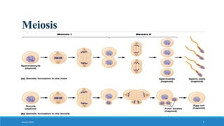 Meiosis
October 2018 9
 