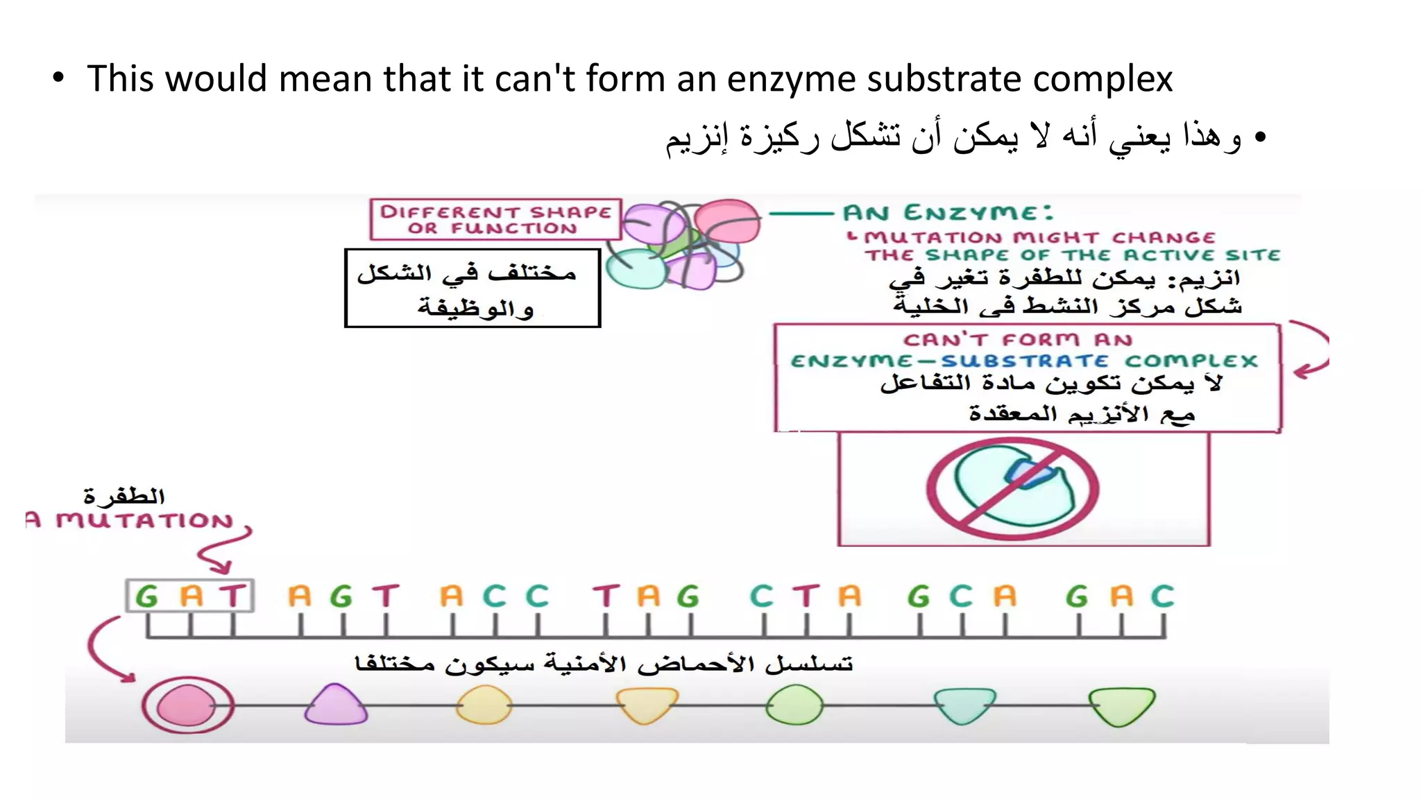 • This would mean that it can't form an enzyme substrate complex
•
‫تشكل‬ ‫أن‬ ‫يمكن‬ ‫ال‬ ‫أنه‬ ‫يعني‬ ‫وهذا‬
‫إنزيم‬ ‫ركيزة‬
 