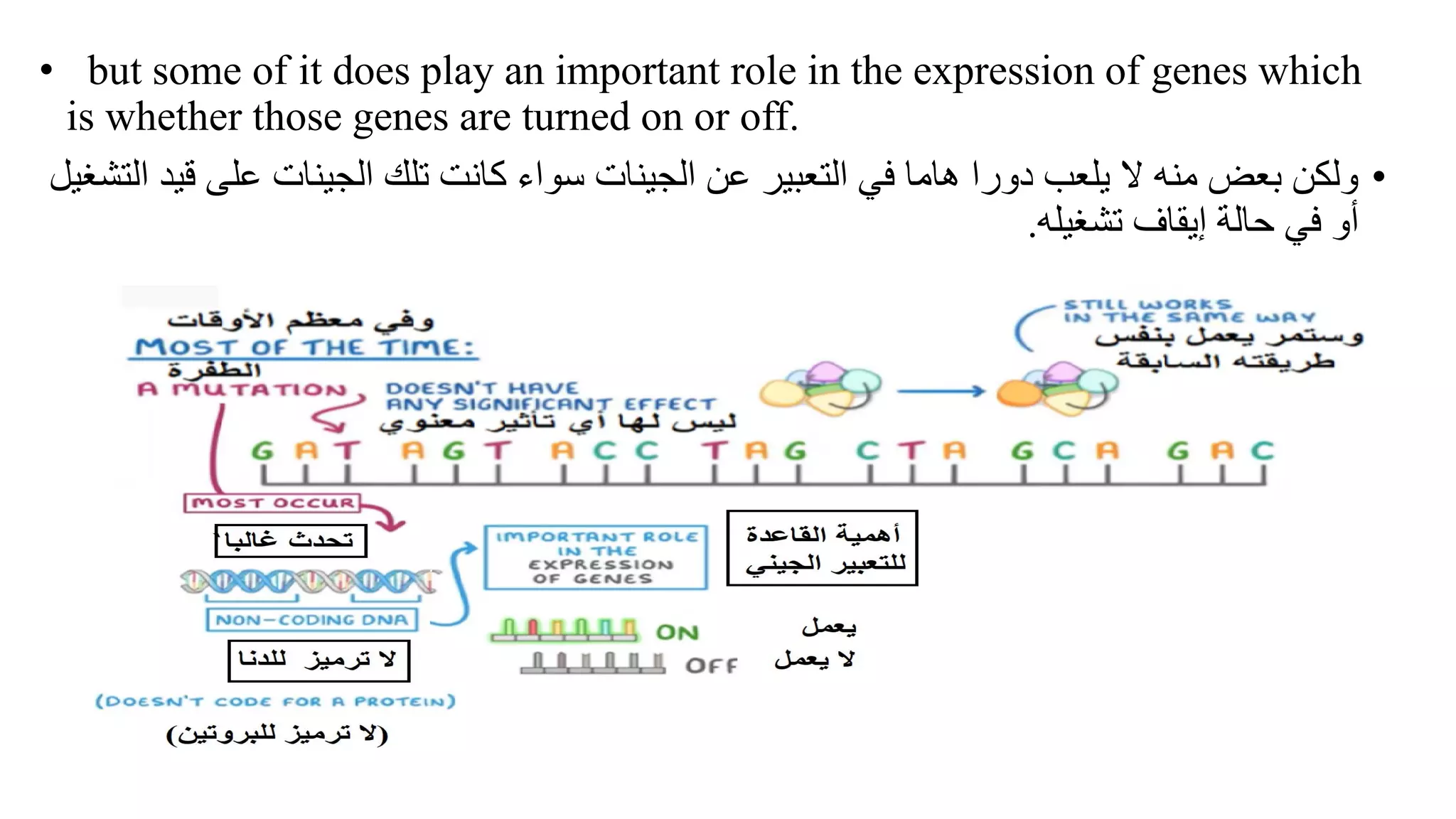 • but some of it does play an important role in the expression of genes which
is whether those genes are turned on or off.
•
‫على‬ ‫الجينات‬ ‫تلك‬ ‫كانت‬ ‫سواء‬ ‫الجينات‬ ‫عن‬ ‫التعبير‬ ‫في‬ ‫هاما‬ ‫دورا‬ ‫يلعب‬ ‫ال‬ ‫منه‬ ‫بعض‬ ‫ولكن‬
‫التشغيل‬ ‫قيد‬
‫تشغيله‬ ‫إيقاف‬ ‫حالة‬ ‫في‬ ‫أو‬
.
 