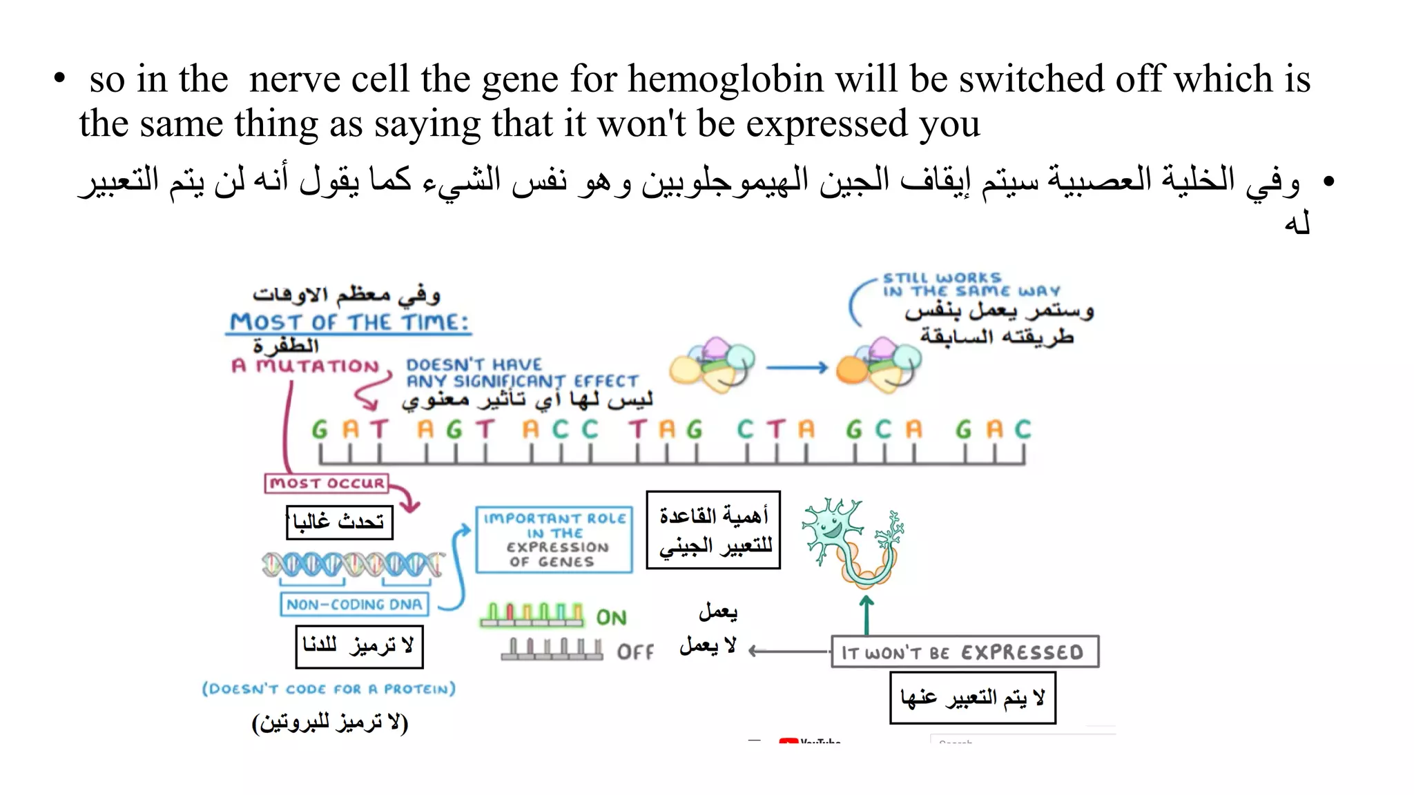 • so in the nerve cell the gene for hemoglobin will be switched off which is
the same thing as saying that it won't be expressed you
•
‫وفي‬
‫الجين‬ ‫إيقاف‬ ‫سيتم‬ ‫العصبية‬ ‫الخلية‬
‫ا‬
‫أن‬ ‫يقول‬ ‫كما‬ ‫الشيء‬ ‫نفس‬ ‫وهو‬ ‫لهيموجلوبين‬
‫التعبير‬ ‫يتم‬ ‫لن‬ ‫ه‬
‫له‬
 