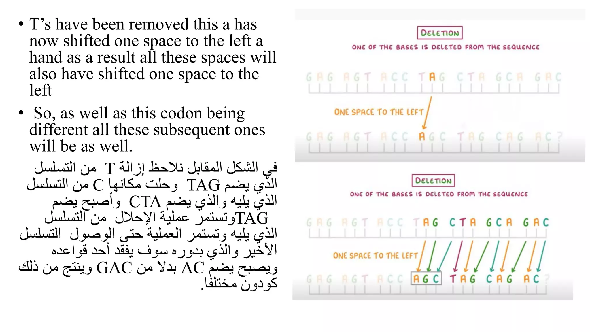 • T’s have been removed this a has
now shifted one space to the left a
hand as a result all these spaces will
also have shifted one space to the
left
• So, as well as this codon being
different all these subsequent ones
will be as well.
‫إزالة‬ ‫نالحظ‬ ‫المقابل‬ ‫الشكل‬ ‫في‬
T
‫التسلسل‬ ‫من‬
‫يضم‬ ‫الذي‬
TAG
‫مكانها‬ ‫وحلت‬
C
‫من‬
‫التسلسل‬
‫يضم‬ ‫والذي‬ ‫يليه‬ ‫الذي‬
CTA
‫يضم‬ ‫وأصبح‬
TAG
‫التسلسل‬ ‫من‬ ‫اإلحالل‬ ‫عملية‬ ‫وتستمر‬
‫و‬ ‫يليه‬ ‫الذي‬
‫ت‬
‫حتى‬ ‫العملية‬ ‫ستمر‬
‫الوصول‬
‫ا‬
‫لتسلسل‬
‫قواعده‬ ‫أحد‬ ‫يفقد‬ ‫سوف‬ ‫بدوره‬ ‫والذي‬ ‫األخير‬
‫و‬
‫ي‬
‫يضم‬ ‫صبح‬
AC
‫من‬ ‫بدال‬
GAC
‫ذلك‬ ‫من‬ ‫وينتج‬
‫مختلفا‬ ‫كودون‬
.
 