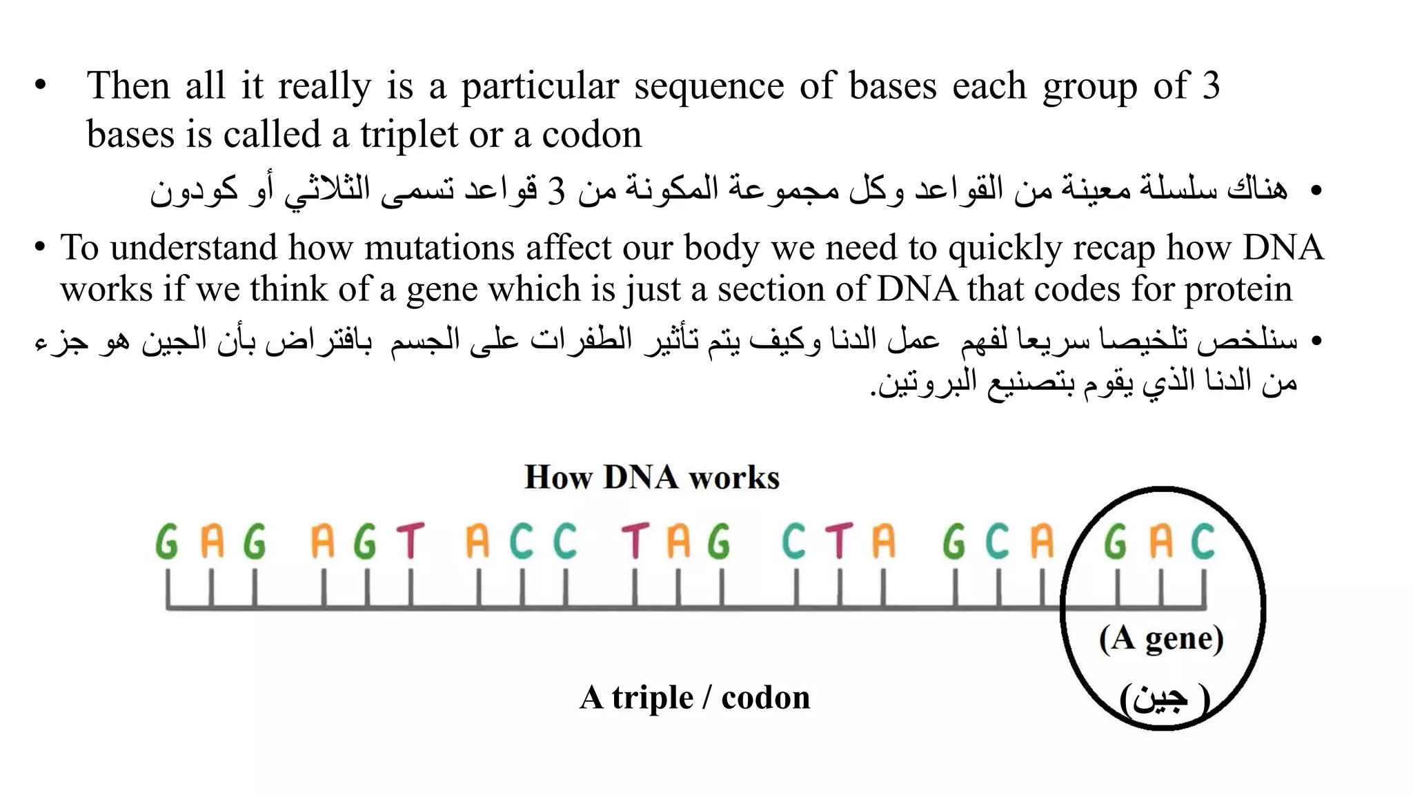 • Then all it really is a particular sequence of bases each group of 3
bases is called a triplet or a codon
•
‫من‬ ‫المكونة‬ ‫مجموعة‬ ‫وكل‬ ‫القواعد‬ ‫من‬ ‫معينة‬ ‫سلسلة‬ ‫هناك‬
3
‫كودون‬ ‫أو‬ ‫الثالثي‬ ‫تسمى‬ ‫قواعد‬
(
‫جين‬
)
• To understand how mutations affect our body we need to quickly recap how DNA
works if we think of a gene which is just a section of DNA that codes for protein
•
‫سنلخص‬
‫تلخيصا‬
‫سريعا‬
‫لفهم‬
‫عمل‬
‫الدنا‬
‫وكيف‬
‫يتم‬
‫تأثير‬
‫الطفرات‬
‫على‬
‫الجسم‬
‫بافتراض‬
‫بأن‬
‫الجين‬
‫هو‬
‫جزء‬
‫من‬
‫الدنا‬
‫الذي‬
‫يقوم‬
‫بتصنيع‬
‫البروتين‬
.
A triple / codon
 