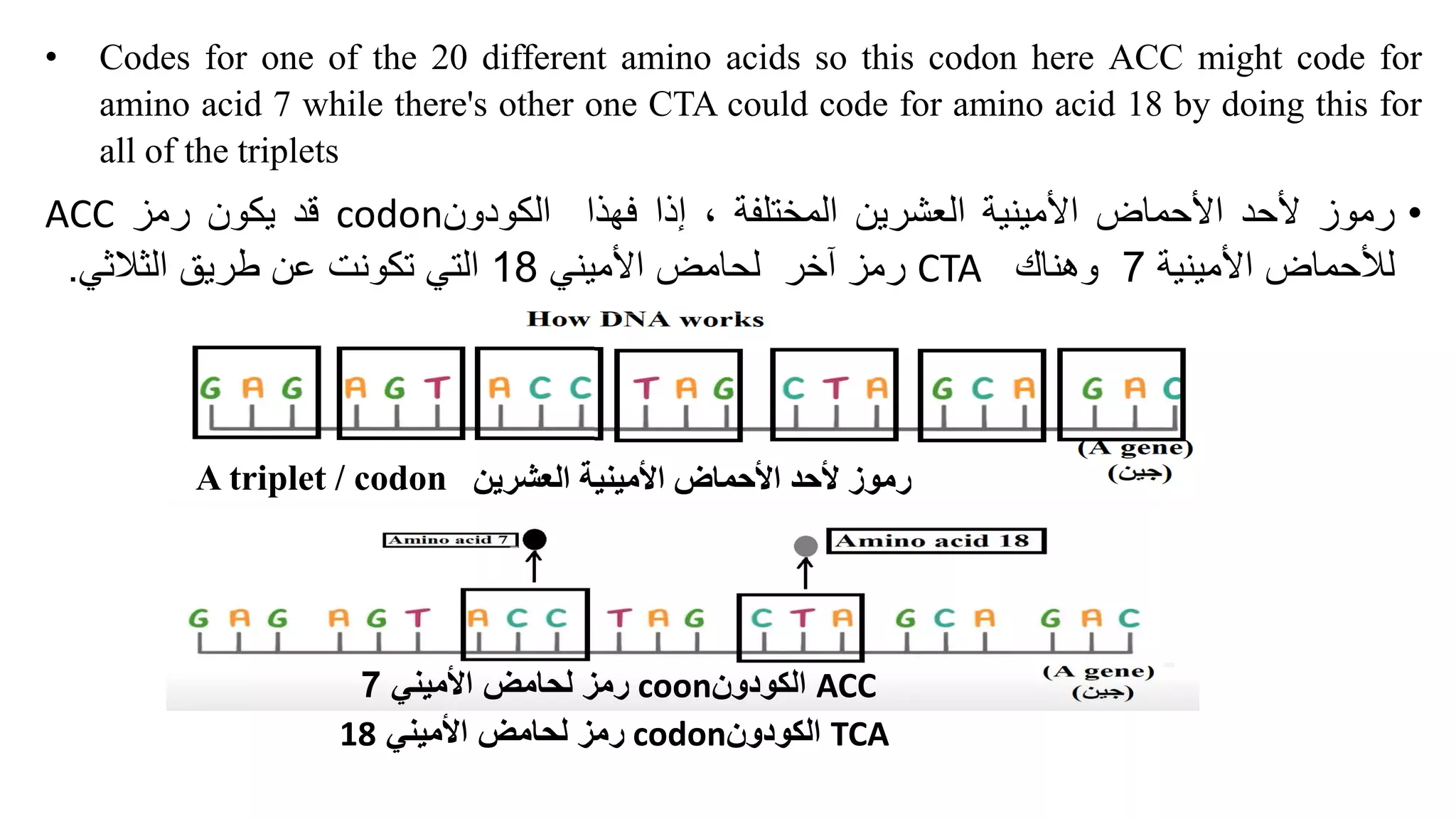• Codes for one of the 20 different amino acids so this codon here ACC might code for
amino acid 7 while there's other one CTA could code for amino acid 18 by doing this for
all of the triplets
•
‫رموز‬
‫ألحد‬
‫األحماض‬
‫األمينية‬
‫العشرين‬
‫المختلفة‬
،
‫إذا‬
‫فهذا‬
‫الكودون‬
codon
‫قد‬
‫يكون‬
‫رمز‬
ACC
‫لألحماض‬
‫األمينية‬
7
‫و‬
‫هناك‬
CTA
‫ر‬
‫مز‬
‫آخر‬
‫لح‬
‫ا‬
‫مض‬
‫األميني‬
18
‫التي‬
‫تكونت‬
‫عن‬
‫طريق‬
‫الثالث‬
‫ي‬
.
A triplet / codon ‫العشرين‬ ‫األمينية‬ ‫األحماض‬ ‫ألحد‬ ‫رموز‬
ACC
‫الكودون‬
coon
‫رمز‬
‫ل‬
‫حا‬
‫م‬
‫األميني‬ ‫ض‬
7
TCA
‫الكودون‬
codon
‫ل‬ ‫رمز‬
‫حا‬
‫م‬
‫األميني‬ ‫ض‬
18
 