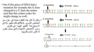 • but if this piece of DNA had a
mutation for example this G here
changed to a T, then the amino
acid that this codon codes for
might change as well.
•
‫كان‬ ‫إذا‬ ‫ولكن‬
‫الطفرة‬ ‫هذه‬
‫في‬ ‫حدث‬
‫جزء‬
‫من‬
‫النووي‬ ‫الحامض‬
DNA
‫وذلك‬
‫ب‬
‫تغيير‬
G
‫إلى‬
T
،
‫ت‬ ‫في‬ ‫تغييرا‬ ‫التغيير‬ ‫هذا‬ ‫ويتبع‬
‫كوين‬
‫رموز‬
‫األمينية‬ ‫األحماض‬
‫يكون‬ ‫سوف‬ ‫والذي‬
‫تكوينها‬ ‫حاسم‬ ‫تأثير‬ ‫له‬
 