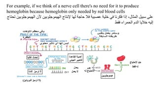 For example, if we think of a nerve cell there's no need for it to produce
hemoglobin because hemoglobin only needed by red blood cells
‫الهي‬ ‫ألن‬ ‫الهيموجلوبين‬ ‫إلنتاج‬ ‫لها‬ ‫حاجة‬ ‫فال‬ ‫عصبية‬ ‫خلية‬ ‫في‬ ‫فكرنا‬ ‫إذا‬ ،‫المثال‬ ‫سبيل‬ ‫على‬
‫تحتاج‬ ‫موجلوبين‬
‫فقط‬ ‫الحمراء‬ ‫الدم‬ ‫خاليا‬ ‫إليه‬
 
