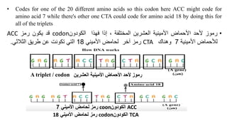 • Codes for one of the 20 different amino acids so this codon here ACC might code for
amino acid 7 while there's other one CTA could code for amino acid 18 by doing this for
all of the triplets
•
‫رموز‬
‫ألحد‬
‫األحماض‬
‫األمينية‬
‫العشرين‬
‫المختلفة‬
،
‫إذا‬
‫فهذا‬
‫الكودون‬
codon
‫قد‬
‫يكون‬
‫رمز‬
ACC
‫لألحماض‬
‫األمينية‬
7
‫و‬
‫هناك‬
CTA
‫ر‬
‫مز‬
‫آخر‬
‫لح‬
‫ا‬
‫مض‬
‫األميني‬
18
‫التي‬
‫تكونت‬
‫عن‬
‫طريق‬
‫الثالث‬
‫ي‬
.
A triplet / codon ‫العشرين‬ ‫األمينية‬ ‫األحماض‬ ‫ألحد‬ ‫رموز‬
ACC
‫الكودون‬
coon
‫رمز‬
‫ل‬
‫حا‬
‫م‬
‫األميني‬ ‫ض‬
7
TCA
‫الكودون‬
codon
‫ل‬ ‫رمز‬
‫حا‬
‫م‬
‫األميني‬ ‫ض‬
18
 
