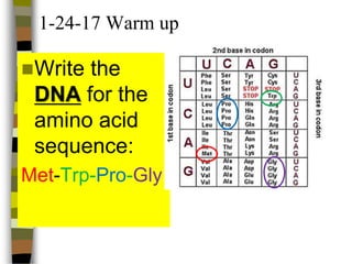 1-24-17 Warm up
Write the
DNA for the
amino acid
sequence:
Met-Trp-Pro-Gly
 