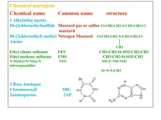 Chemical mutagens
Chemical name Common name structure
1 Alkylating agents
Di-(2chloroethyl)sulfide Mustard gas or sulfur Cl-CH2-CH2-S-CH3-CH2-Cl
mustard
Di-(2chloroethyl) methyl Nitrogen Mustard Cl-CH2-CH2-N-CH3-CH2-Cl
Amine
CH3
Ethyl ethane sulfonate EES CH3-CH2-O-SO2-CH2-CH3
Ethyl methane sulfonate EMS CH3-CH2-O-SO2-CH3
N-Methyl-N-Nitro-N NTG NH=C-NH-NO2
nitrosoguanidine
O=N-N-CH3
2 Base Analogue
5 bromouracil 5BU
2aminopurine 2AP
 