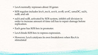 dna repair | PPTX