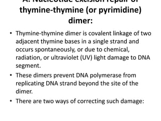 A. Nucleotide excision repair of
thymine-thymine (or pyrimidine)
dimer:
• Thymine-thymine dimer is covalent linkage of two
adjacent thymine bases in a single strand and
occurs spontaneously, or due to chemical,
radiation, or ultraviolet (UV) light damage to DNA
segment.
• These dimers prevent DNA polymerase from
replicating DNA strand beyond the site of the
dimer.
• There are two ways of correcting such damage:
 