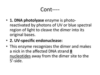 Cont----
• 1. DNA photolyase enzyme is photo-
reactivated by photons of UV or blue spectral
region of light to cleave the dimer into its
original bases.
• 2. UV-specific endonuclease:
• This enzyme recognizes the dimer and makes
a nick in the affected DNA strand 8
nucleotides away from the dimer site to the
5'-side.
 
