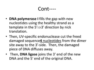 Cont----
• DNA polymerase I fills the gap with new
nucleotides using the healthy strand as a
template in the 5'3' direction by nick
translation.
• Then, UV-specific endonuclease cut the freed
damaged sequence4 nucleotides from the dimer
site away to the 3'-side. Then, the damaged
piece of DNA diffuses away.
• Then, DNA ligase joins the 3' end of the new
DNA and the 5' end of the original DNA.
 