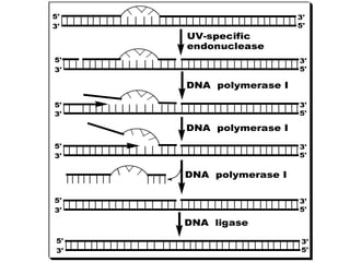 5'
3' 5'
3'
5'
3' 5'
3'
3' 5'
3'
5'
3' 5'
3'
5'
3' 5'
3'
5'
3' 5'
3'
UV-specific
endonuclease
DNA polymerase I
DNA polymerase I
DNA polymerase I
DNA ligase
5'
 