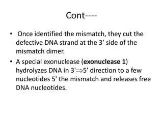 Cont----
• Once identified the mismatch, they cut the
defective DNA strand at the 3’ side of the
mismatch dimer.
• A special exonuclease (exonuclease 1)
hydrolyzes DNA in 3'5' direction to a few
nucleotides 5' the mismatch and releases free
DNA nucleotides.
 