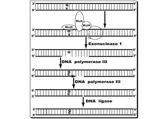 5'
3' 5'
3'
5'
3' 5'
3'
5'
3' 5'
3'
5'
3'
5'
3'
5' 3'
Exonuclease 1
DNA polymerase III
DNA polymerase III
DNA ligase
5'
3' 5'
3'
G
G
MutS
MutL
MutH
G
C
G
C
G
C
T
G
T
5'
3'
 