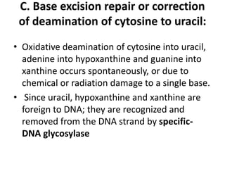 C. Base excision repair or correction
of deamination of cytosine to uracil:
• Oxidative deamination of cytosine into uracil,
adenine into hypoxanthine and guanine into
xanthine occurs spontaneously, or due to
chemical or radiation damage to a single base.
• Since uracil, hypoxanthine and xanthine are
foreign to DNA; they are recognized and
removed from the DNA strand by specific-
DNA glycosylase
 