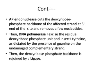 Cont----
• AP endonuclease cuts the deoxyribose-
phosphate backbone of the affected strand at 5'
end of the site and removes a few nucleotides.
• Then, DNA polymerase I excise the residual
deoxyribose phosphate unit and inserts cytosine,
as dictated by the presence of guanine on the
undamaged complementary strand.
• Then, the deoxyribose-phosphate backbone is
rejoined by a Ligase.
 