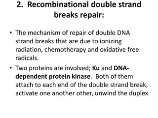 2. Recombinational double strand
breaks repair:
• The mechanism of repair of double DNA
strand breaks that are due to ionizing
radiation, chemotherapy and oxidative free
radicals.
• Two proteins are involved; Ku and DNA-
dependent protein kinase. Both of them
attach to each end of the double strand break,
activate one another other, unwind the duplex
 